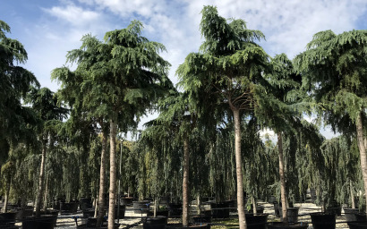 cedar deodara pendula